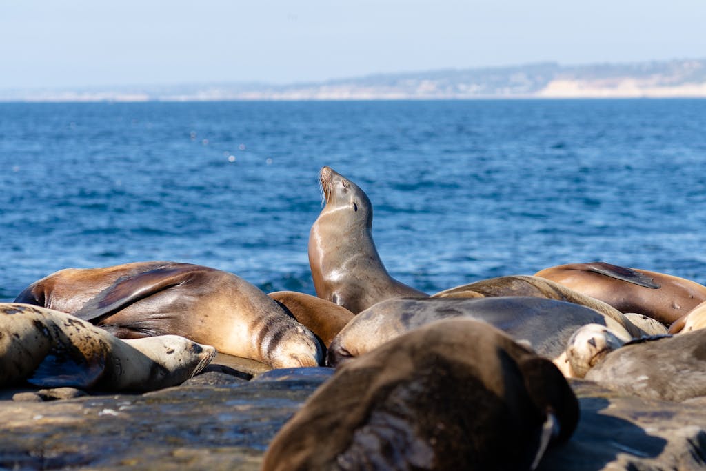 A group of seals basking in the sun on the rocky shores of La Jolla, San Diego.