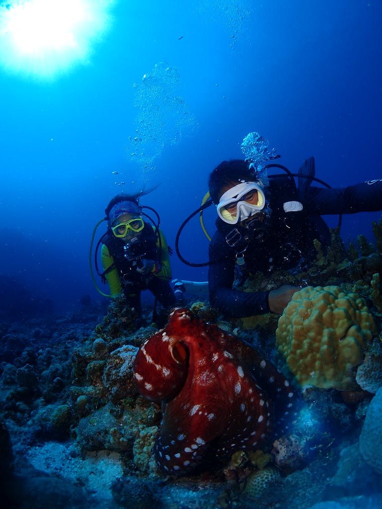 Two scuba divers observing an octopus under the sea, surrounded by vibrant coral reefs at Capitol Hill, Saipan.