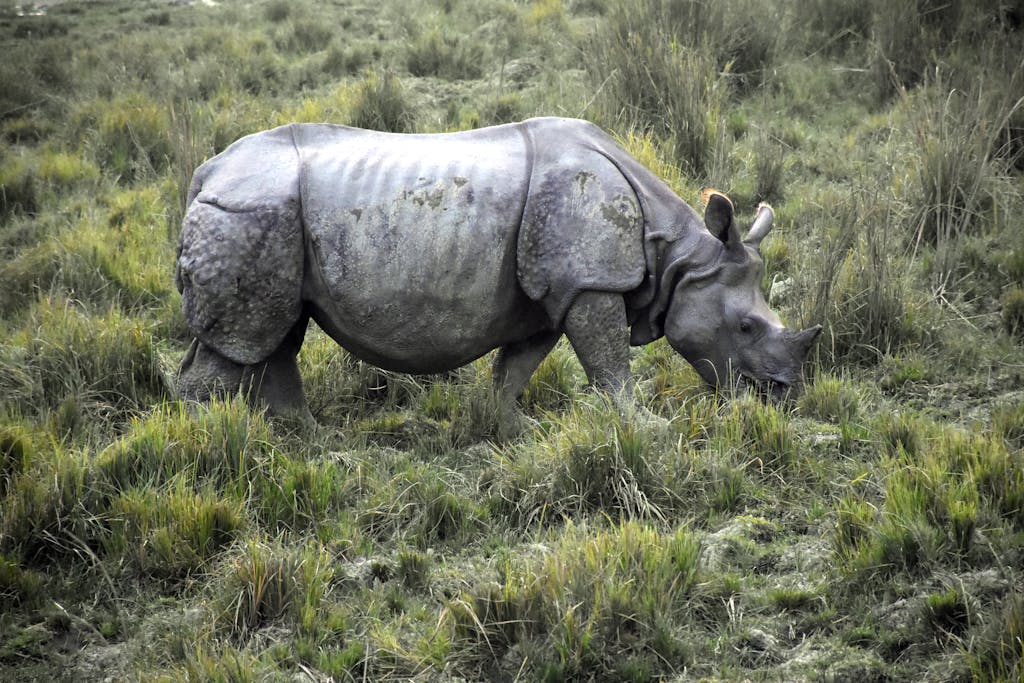 Close-up of an Indian rhinoceros grazing in Kanchanjuri, India, showcasing wildlife in its natural habitat.